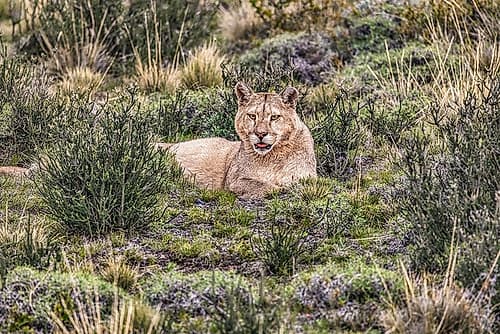 Torres del Paine puma, Chile Animals Print